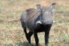 Warthog :: Warzenschwein
