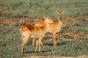 Puku - Kafue National Park