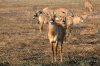 Roan Antilope :: Pferdeantilope