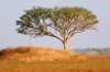 Kafue National Park