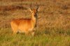 Puku - Kafue National Park