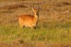 Puku - Kafue National Park