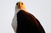 African Fish Eagle :: Schreiseeadler