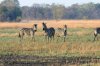 Plains Zebra :: Steppenzebra