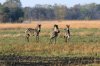 Plains Zebra :: Steppenzebra