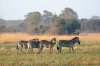 Plains Zebra :: Steppenzebra