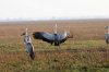 Wattled Crane :: Klunkerkranich