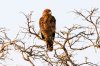 Brown Snake Eagle :: Brauner Schlangenadler