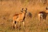 Lichtenstein's Hartebeest :: Lichtenstein-Kuhantilope