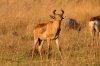 Lichtenstein's Hartebeest :: Lichtenstein-Kuhantilope