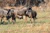 Wildebeest :: Streifengnu