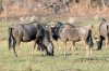 Wildebeest :: Streifengnu