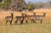 Waterbuck :: Wasserbock