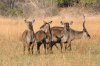 Waterbuck :: Wasserbock