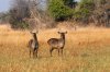 Waterbuck :: Wasserbock