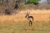 Waterbuck :: Wasserbock