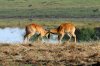 Puku - Kafue National Park