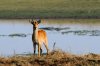 Puku - Kafue National Park