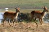 Puku - Kafue National Park