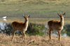 Puku - Kafue National Park