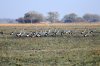 Crowned Crane :: Kronenkranich