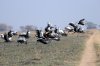 Crowned Crane :: Kronenkranich