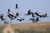 Crowned Crane :: Kronenkranich