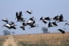 Crowned Crane :: Kronenkranich