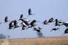 Crowned Crane :: Kronenkranich