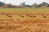 Lechwe :: Moorantilope