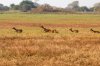 Lechwe :: Moorantilope
