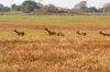 Lechwe :: Moorantilope