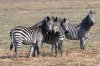 Plains Zebra :: Steppenzebra
