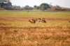 Lechwe :: Moorantilope