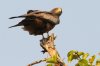 Yellow-Billed Kite :: Schmarotzermilan