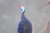 Helmeted Guineafowl :: Helmperlhuhn