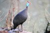 Helmeted Guineafowl :: Helmperlhuhn