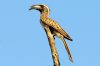 African Grey Hornbill :: Grautoko