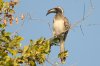 African Grey Hornbill :: Grautoko