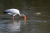 Yellow-billed Stork :: Nimmersatt