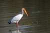 Yellow-billed Stork :: Nimmersatt