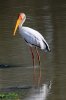 Yellow-billed Stork :: Nimmersatt