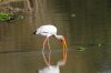 Yellow-billed Stork :: Nimmersatt