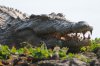 Crocodil :: Krokodil