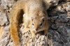 Tree Squirrel :: Buschhrnchen