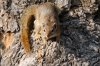 Tree Squirrel :: Buschhrnchen