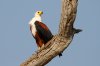 African Fish Eagle :: Schreiseeadler