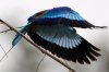 Lilac-breasted Roller :: Gabelracke