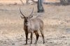 Waterbuck :: Wasserbock