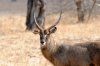 Waterbuck :: Wasserbock